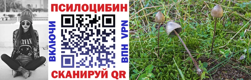 Галлюциногенные грибы Cubensis  Купить  Бердск